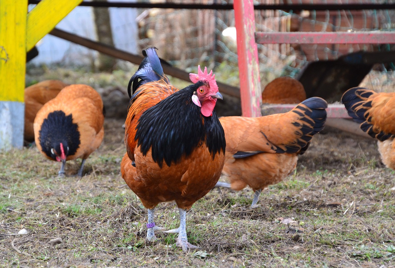 How to Raise Backyard Chickens Sustainably